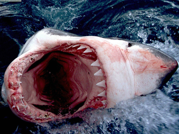 shark night great white